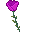 violet rose